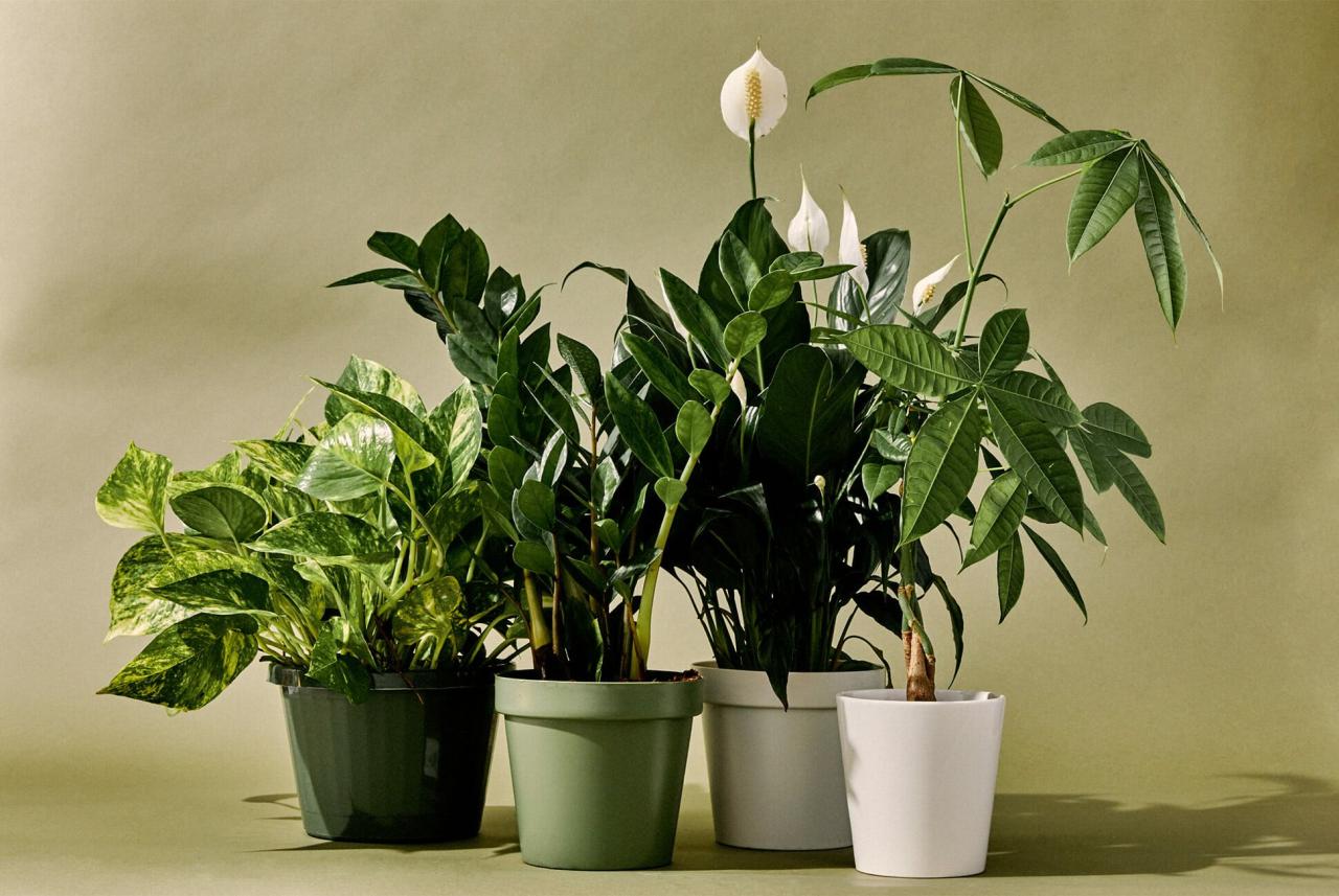 The Most Popular Common Houseplants for Indoor Gardeners