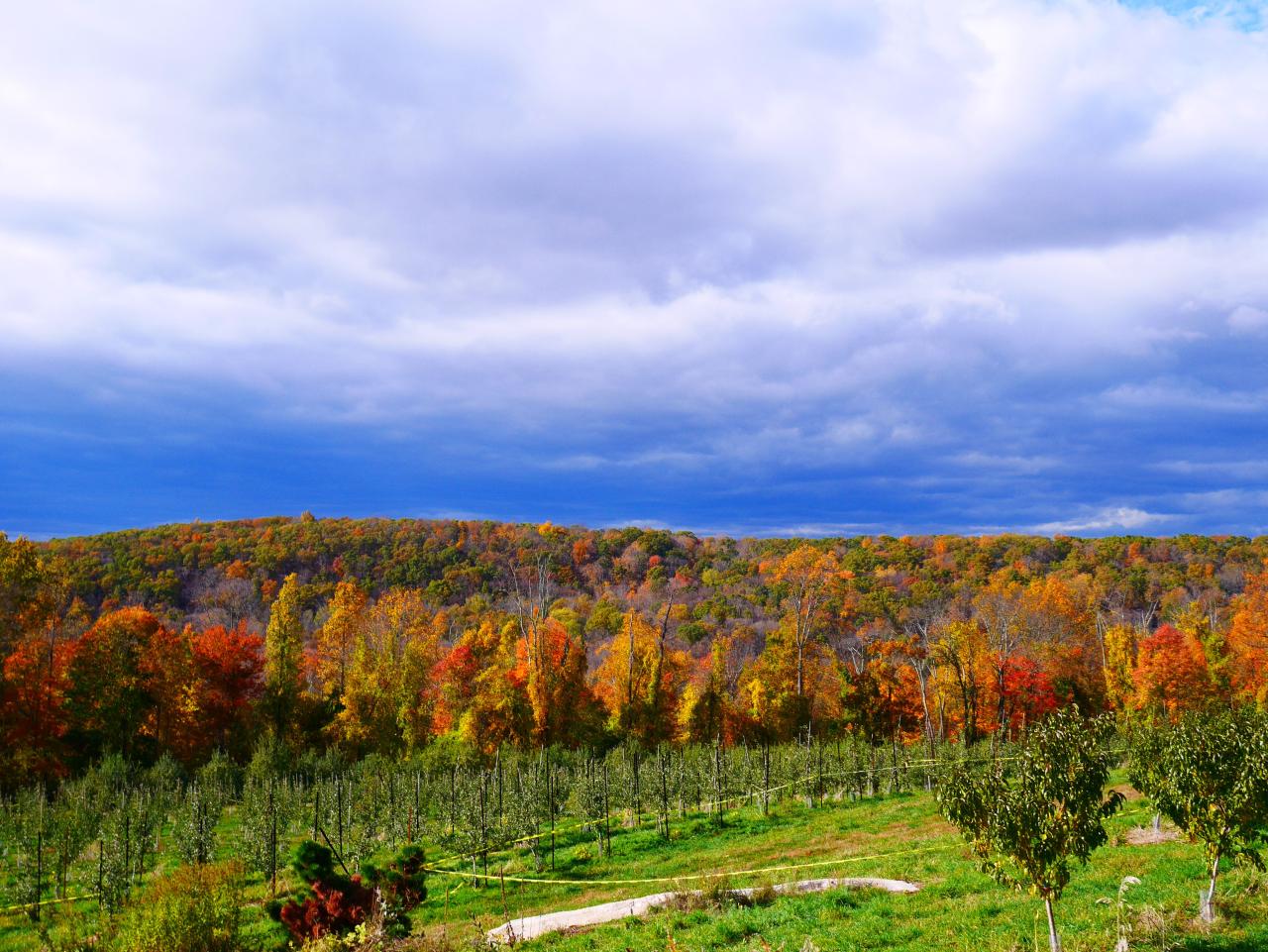 The Top Attractions at Harvest Moon Orchard This Season