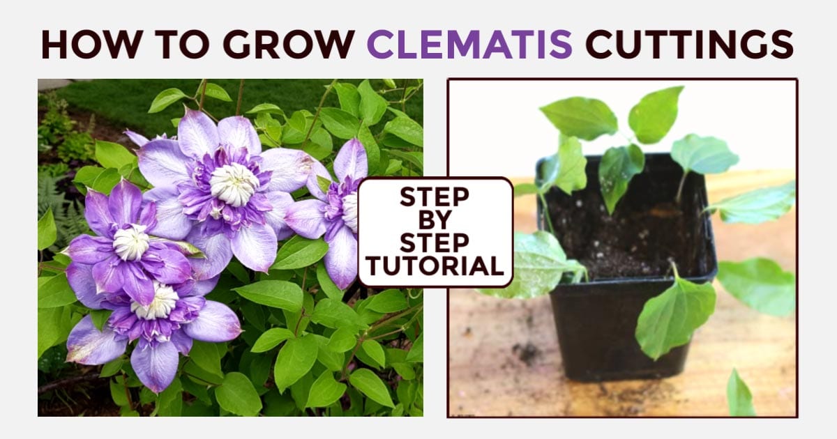 The Ultimate Techniques for Growing New Clematis Plants from Cuttings