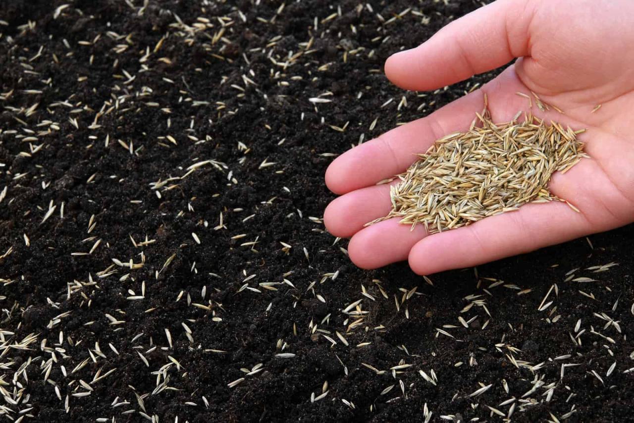 When Is the Best Time to Sow Grass Seed in the UK for Maximum Results?