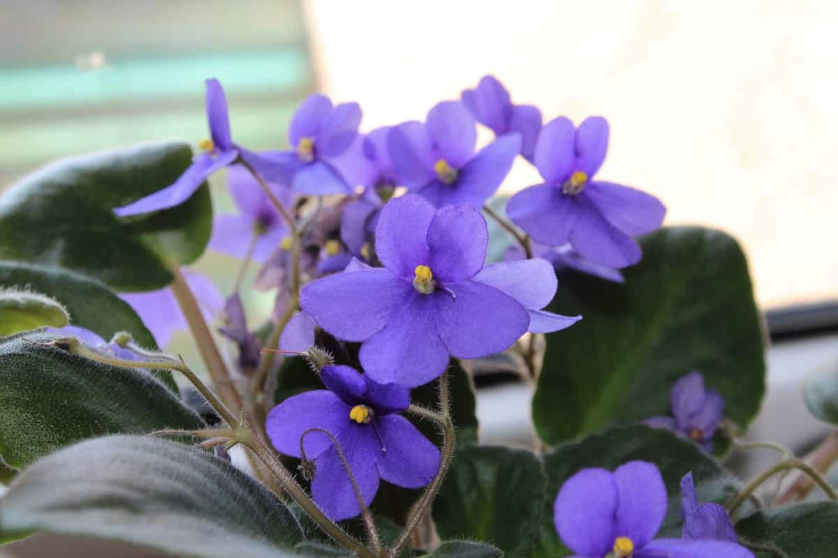 Watch Your African Violets Multiply with Propagation Tricks