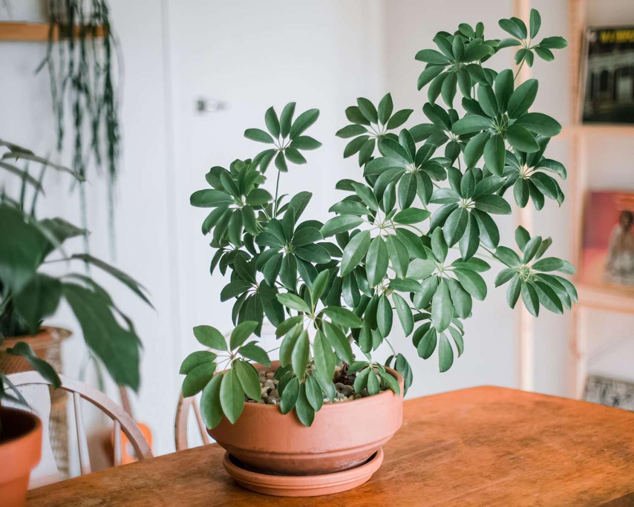 How to Turn Your Schefflera Plants into a Flourishing Collection