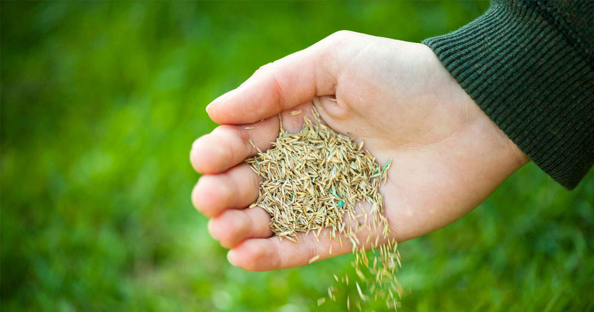 Best Time to Sow Grass Seed in the UK Revealed: A Complete Guide