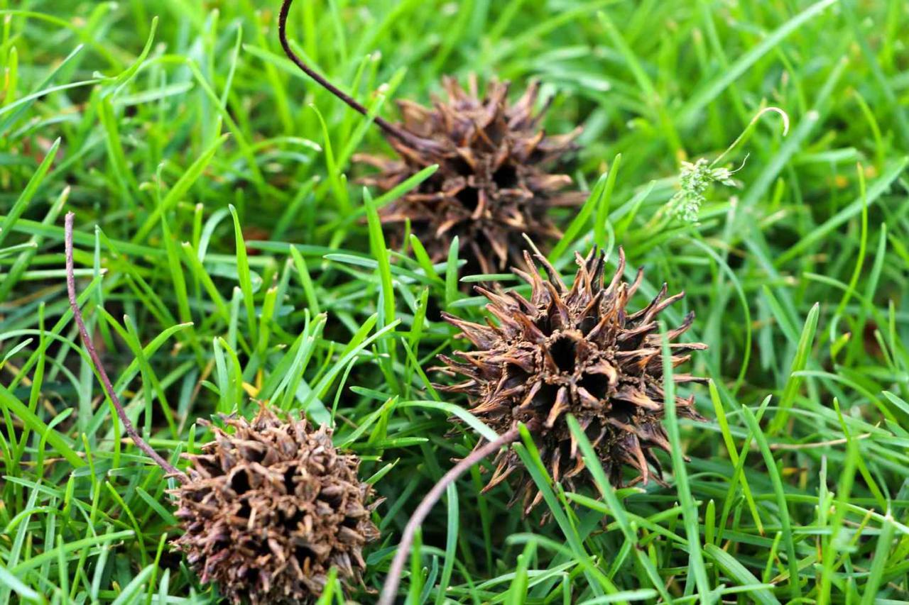 How to Use Spiky Seeds in Your Garden for Maximum Results