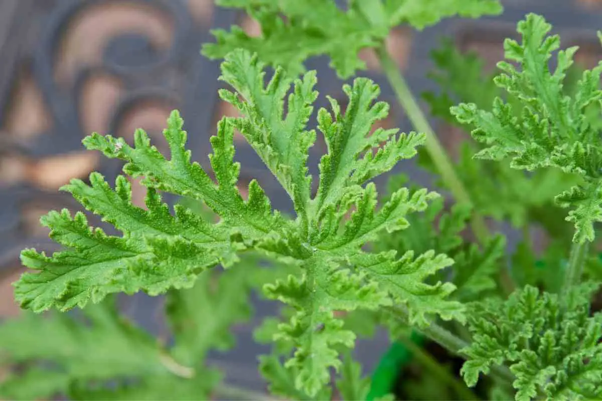 Grow Citronella: Pest-Free & Beautiful Yard