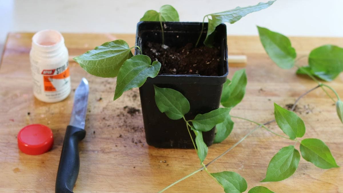 The Ultimate Techniques for Growing New Clematis Plants from Cuttings