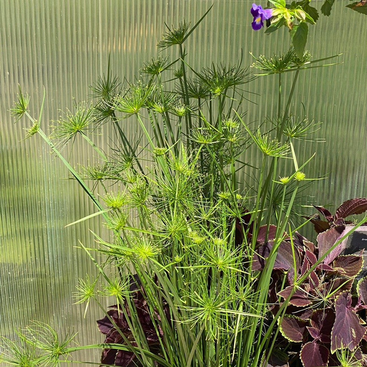 Thriving Papyrus Plants: Tips for a Stunning Garden