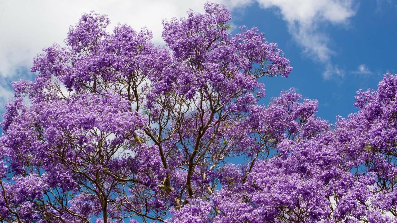 Jacaranda Tree Care: Stunning Garden Feature Guide