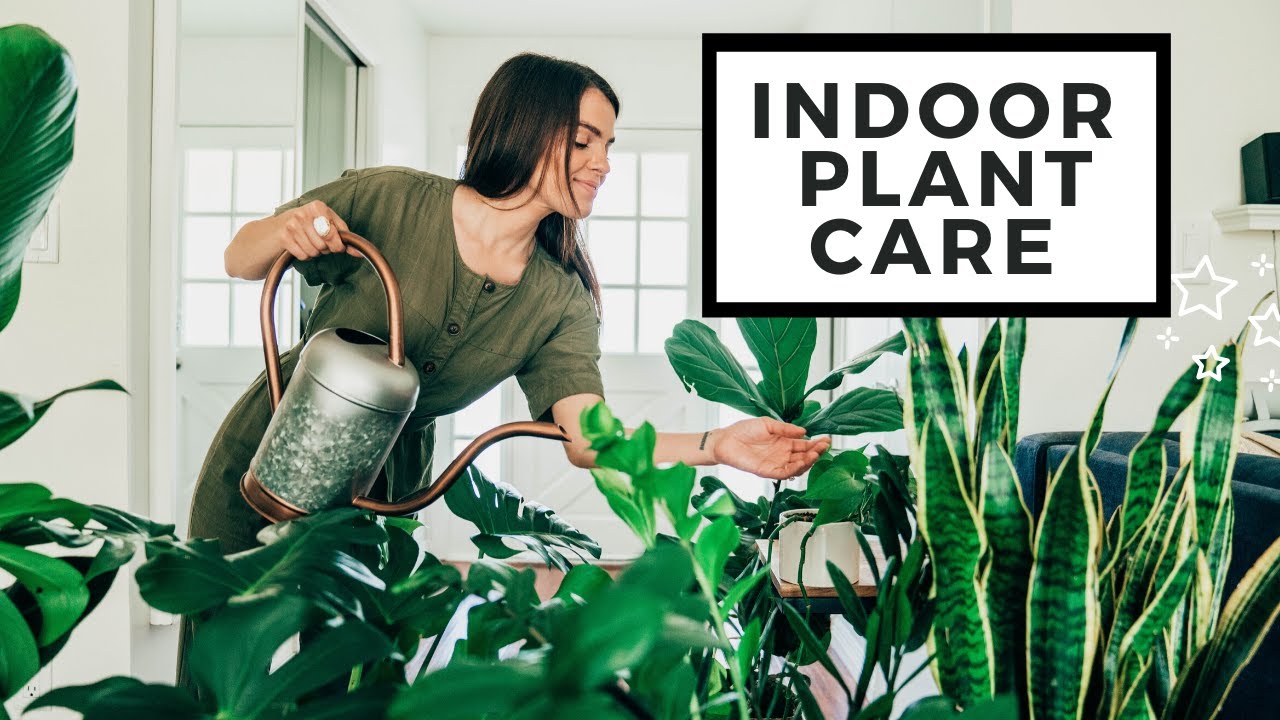 How to Care for Large Indoor Plants Like a Pro