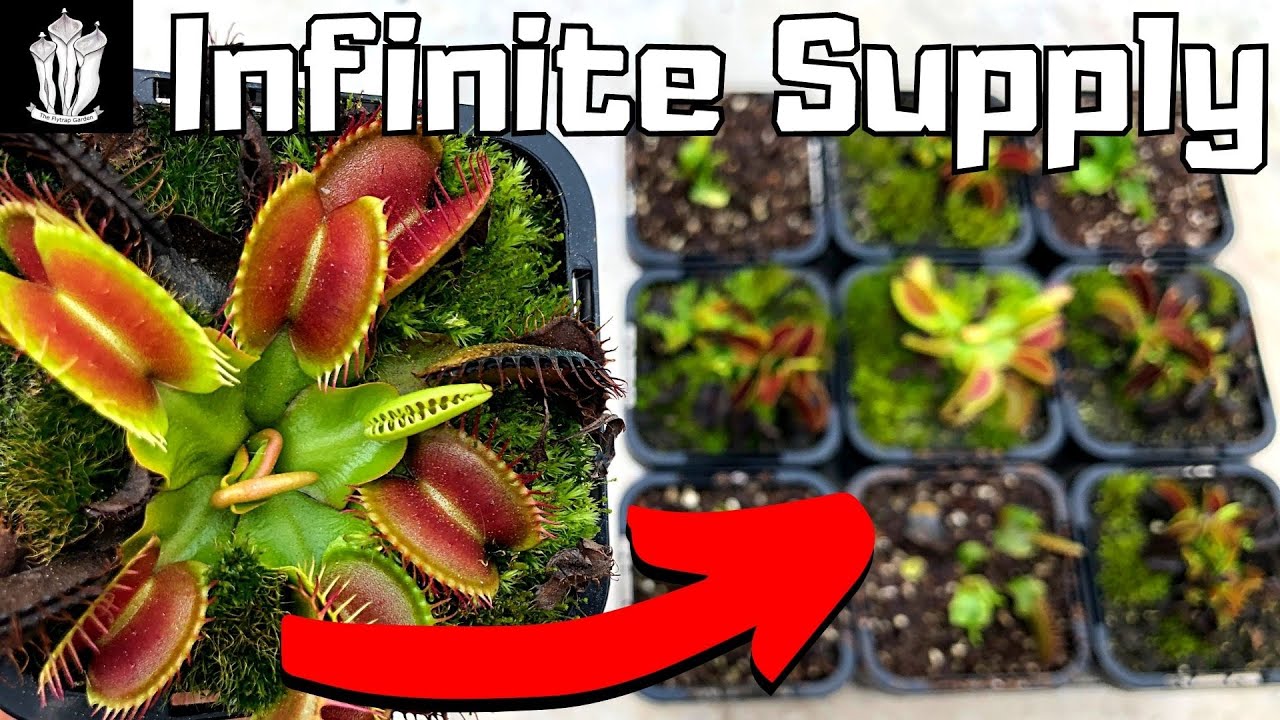 The Secret to Growing More Venus Fly Traps: Propagation Techniques