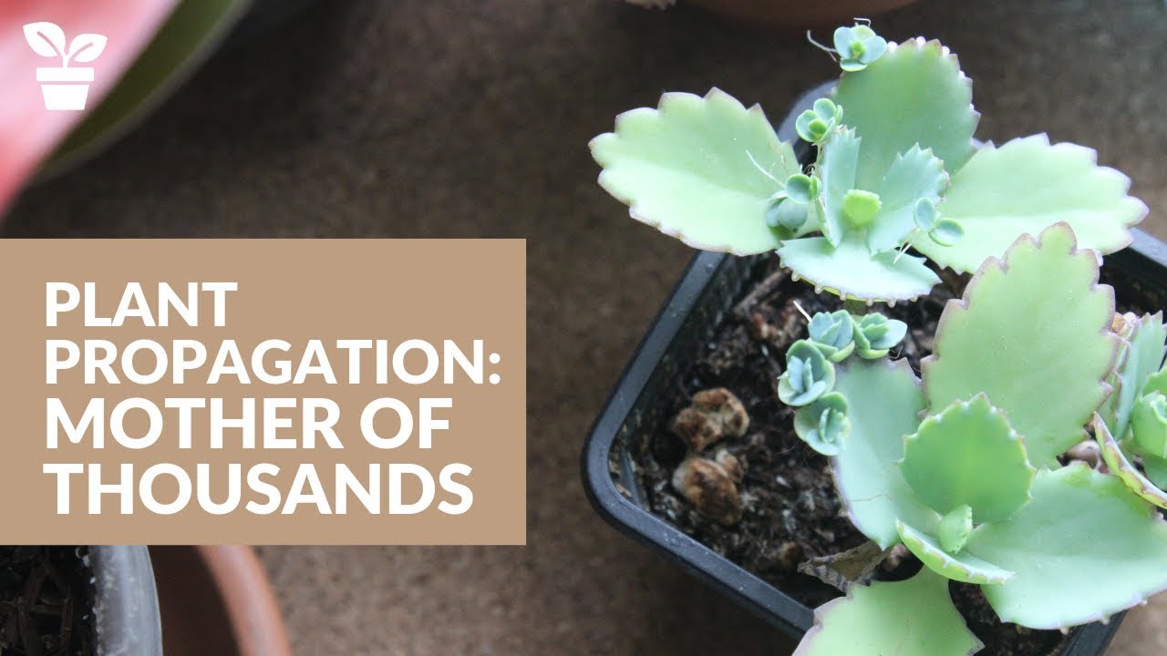 The Secrets to Effective and Simple Propagation of Mother of Thousands