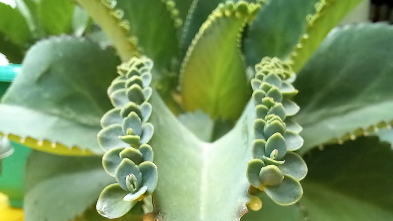 The Secrets to Effective and Simple Propagation of Mother of Thousands