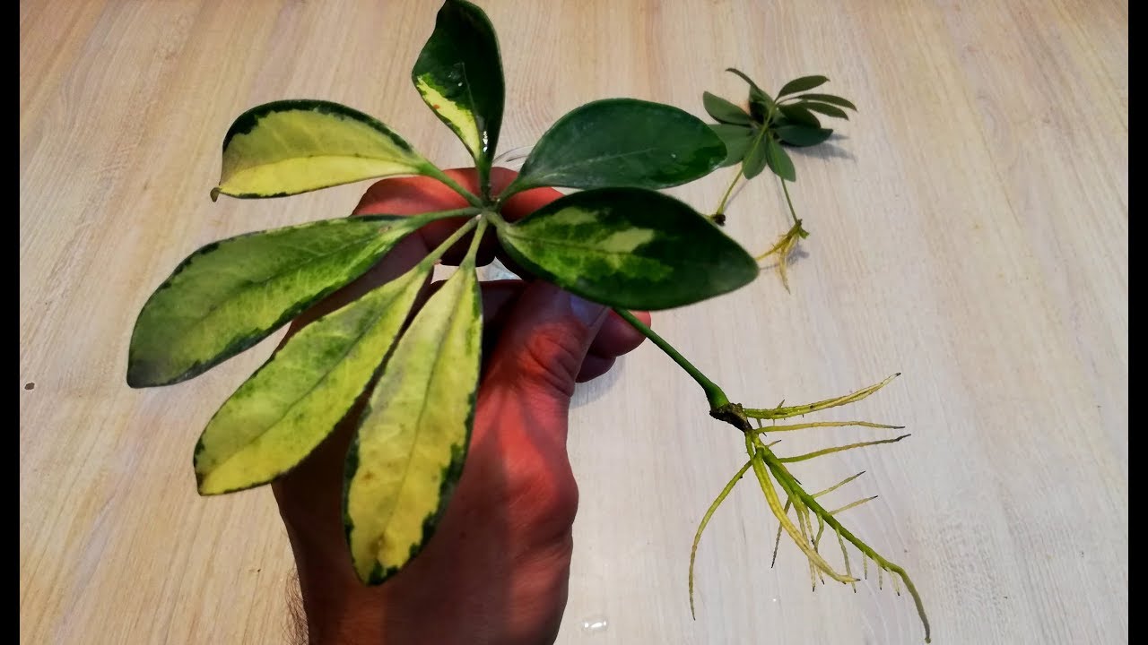 How to Turn Your Schefflera Plants into a Flourishing Collection