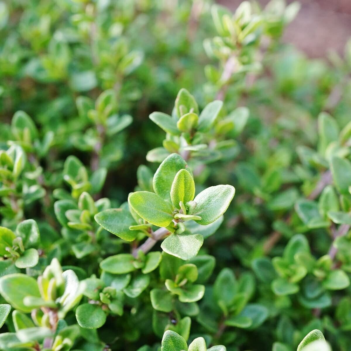 Thyme Piece in Cooking: How to Bring Out Its Best Flavor