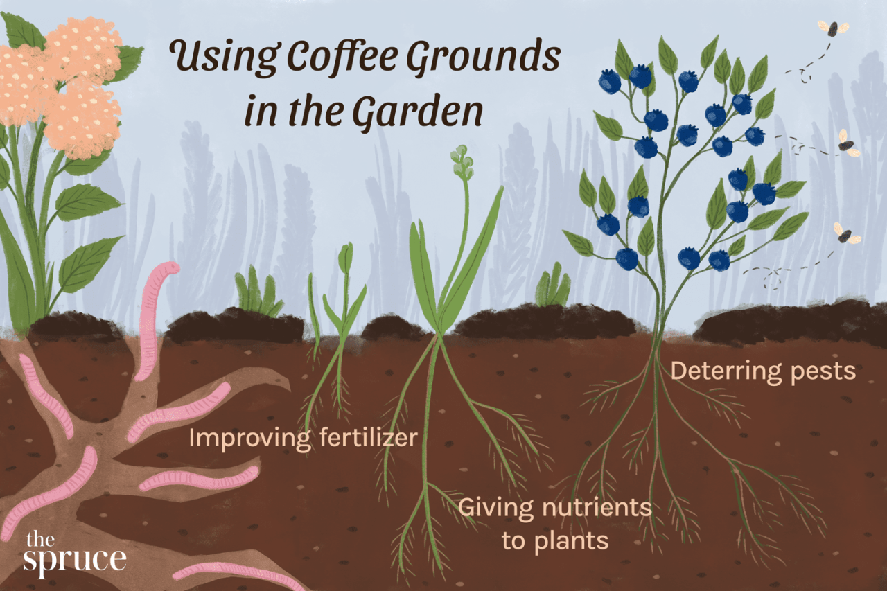 How Coffee Grounds Help Acidify Soil for Certain Plants